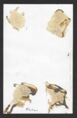 Portrait of Rolf Böcker with DKIG - Kommandant of "M 452" (24. Minensuchflottille - Channel Islands!) - Image 2