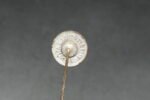 Lufthansa over the Equator Pin - Image 2