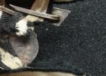 Wiederholungsspange 1939 – Clasp to the Iron Cross, 1939 – L/11 Deumer - Image 4